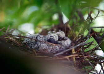 Baby birds © Vickey