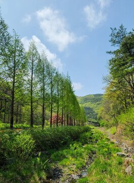 Metasequoia Trees and Stream at Mugunghwa Arboretum, Boryeong, South Korea in Spring