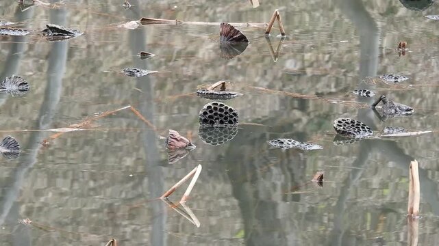 【4K】弘前公園のお堀：鏡のような水面に映る枯れハスの幾何学的な風景。春を待つ静寂の映像素材　[4K] Withered Lotuses Reflected in Hirosaki Park Moat: Geometric Reflection on Mirror-like Water Surface 撮影日：20260319-1