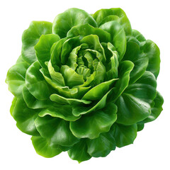 Obraz premium A vibrant and fresh green head of lettuce with tightly packed leaves viewed from directly above isolated on transparent background