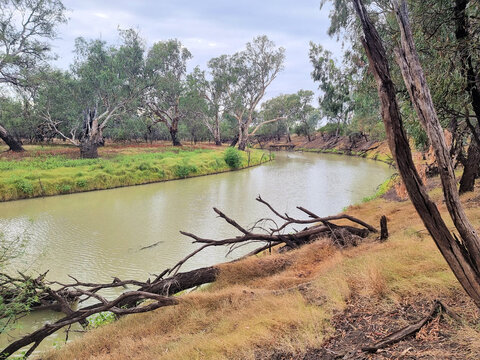 Eucalyptus trees on the banks of the Namoi River near Walgett New South Wales Australia