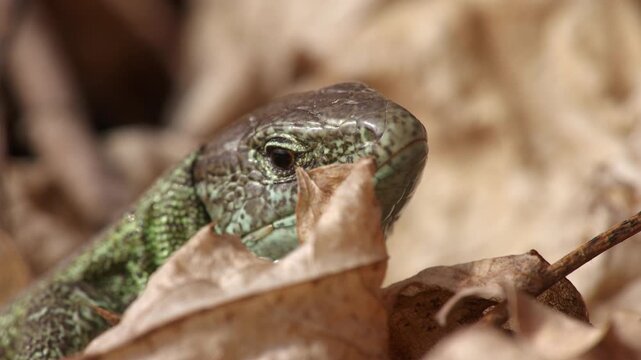 Macro wildlife footage of a sand lizard (Lacerta agilis) in dry leaves performing rapid tongue flicking in real time. Detailed head close-up captures the fast natural movement of the forked tongue.