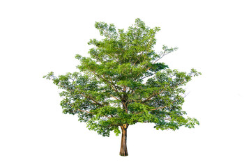 Green tree isolated on transparent background with clipping path, single tree with clipping path and alpha channel. are Forest and foliage in summer for both printing and web pages.