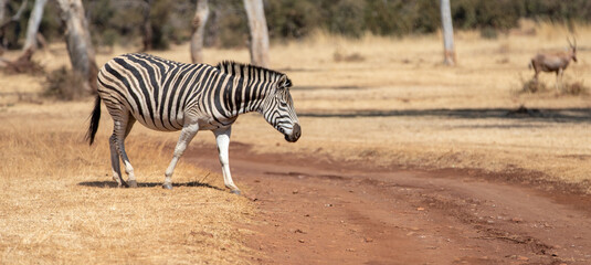Naklejka premium Wild plains zebra crossing a dirt road in the savanna in South Africa RSA
