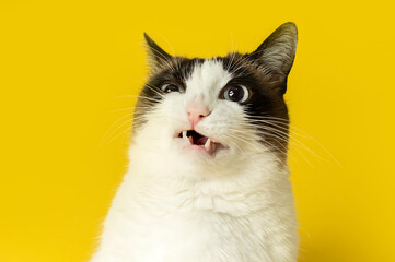 A surprised cat with its mouth open against a bright yellow background © Kresna