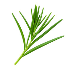 Obraz premium Fresh Green Plant Sprig with Long Leaves, Transparent Background