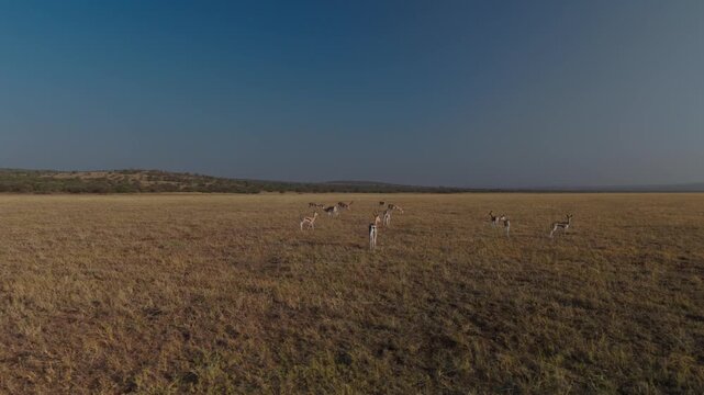 Sunrise shot of Grants Gazelles grazing in a savanna plain