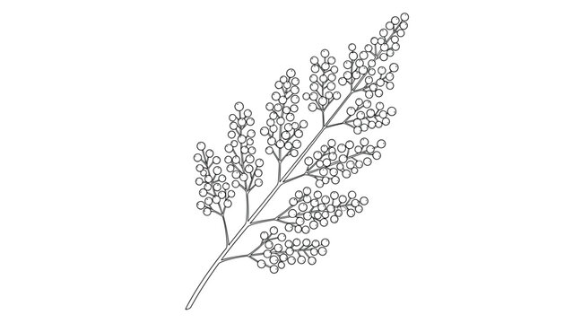 Delicate black and white line drawing of a feathery plant branch with tiny berries for elegant botanical illustrations and patterns.
