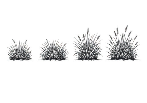 Four stages of a small bush growing from a single seedling into a fuller plant isolated on transparent background