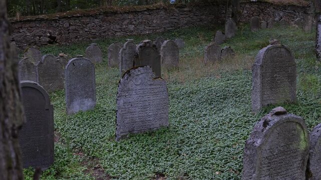 An old tombstone in an old Jewish cemetery, covered in greenery.