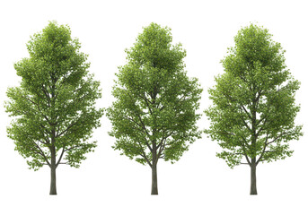 Fototapeta premium Three tall green deciduous trees standing side by side in natural setting isolated on transparent background