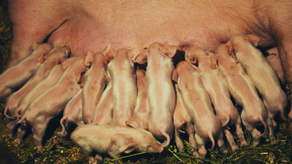 Many small piglets suckling on a sow illustrating pig farming, motherhood, and livestock agriculture © Довидович Михаил