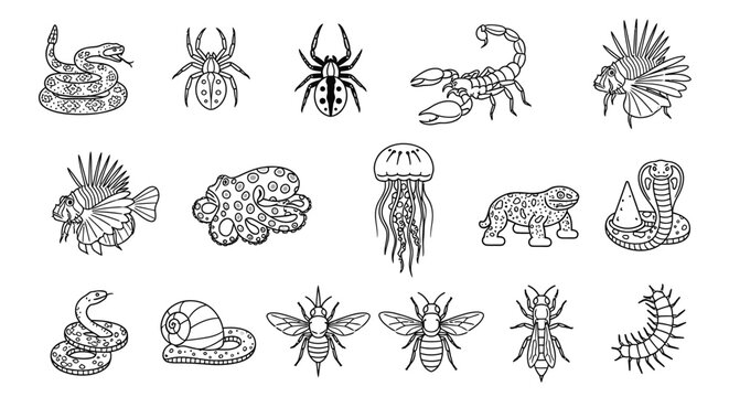 Insects and sea creatures illustrations.
