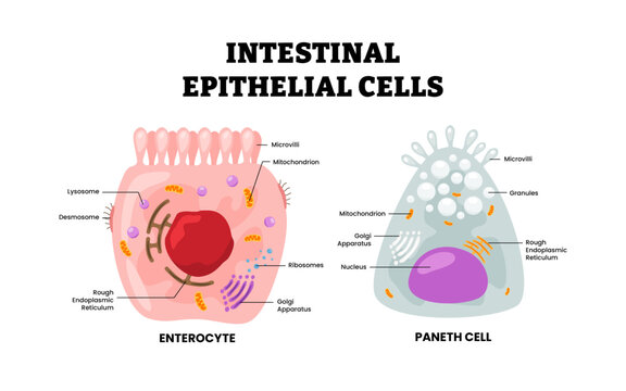 Types of Intestinal epithelial cells structure anatomy diagram. Labeled enterocyte and paneth cell. Intestinal epithelium. Microvilli, lysosome, golgi apparatus, granules, desmosome illustration.