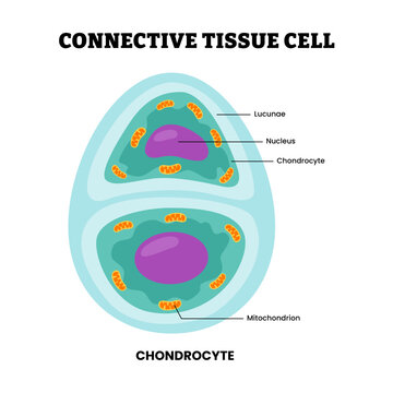 Chondrocyte cell structure anatomy diagram. Connective tissue cell or cartilage cell. Labeled mithocondrion, lucunae, chondrocyte, nucleus, chondroblast. Mesenchymal stem cells. Vector illustration