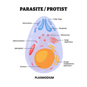 Plasmodium cell structure anatomy diagram. Protozoan parasite or protist cell structure. Labeled microneme, polar rings, rhoptries, nucleus, ribosomes. Unicellular eukaryotes vector illustration.
