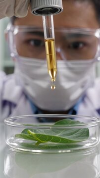 Scientist dropping liquid onto leaf in petri dish during experiment, vertical footage