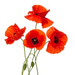 Naklejka premium Vivid cluster of four red poppy flowers with delicate petals, against a bright white background, creating a sharp contrast