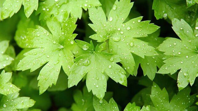 lovage. A lush green lovage plant with dewdrops in a morning garden. gardening catalogs, home-decor guides, designed for home decor and floral branding, used by ngo communicators.