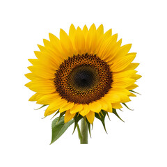 Obraz premium Vibrant yellow sunflower with green leaves isolated on transparent background