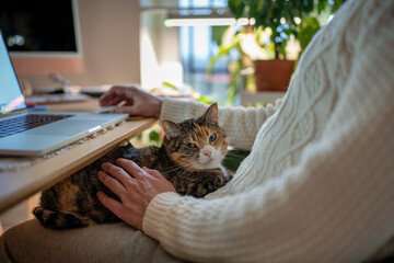 Man working remotely on laptop while calico fluffy cat resting on lap in cozy home office with houseplants. Pet friendly remote work, comfortable workplace, balance between homey and work from home. © ingoodtime