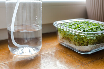 Close-up of a spray bottle with water and chia microgreens, home gardening on a windowsill © katdepur
