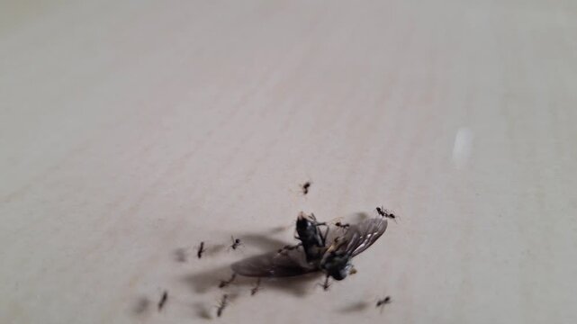 A group of industrious ants swarm around their discovered prey, a deceased winged insect, meticulously beginning decomposition and consumption on a light-colored, textured surface