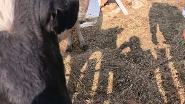 A cow is seen eating grass in a barnyard on a sunny afternoon. The surroundings include straw and farm equipment. The cow moves around freely.