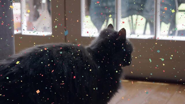Vertical video: Shifting upon overlay appearing longhaired grey cat lowering at door watching patio
