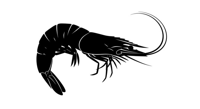 A high-resolution black silhouette vector illustration of a shrimp is shown in profile against a clean white background