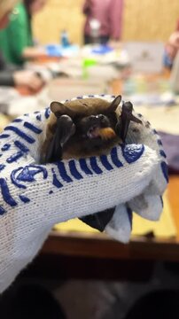 A Common Noctule bat in a volunteer's hand sits and eats a worm. Rescue of wounded bats. Bat Rehabilitation Center. Volunteers rescue and feed wounded animals before being released into the wild.