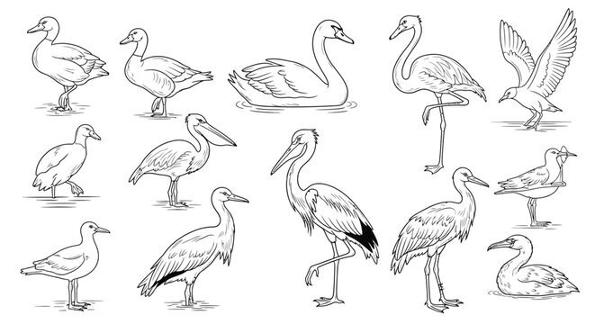 Collection of various swan species illustrations.