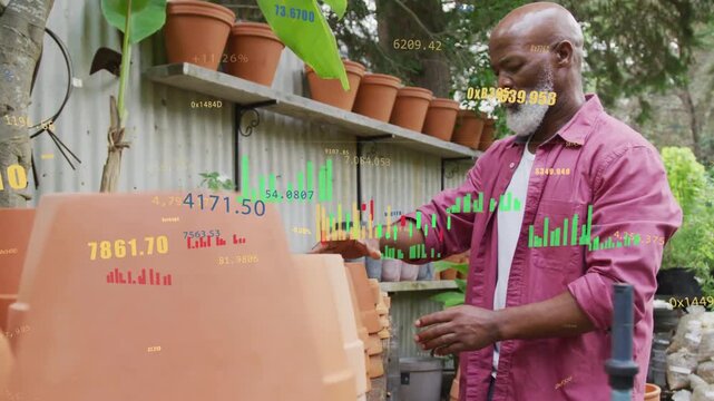 Senior gardener reaching shelf grabbing pots placing into clay pots aligning for stock under charts
