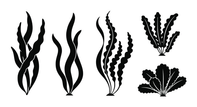 Vector illustration&nbsp;of set of black silhouettes of seaweeds and aquatic plants