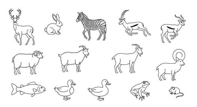 Variety of animals line drawings.