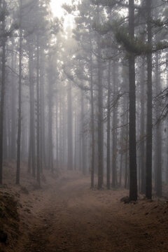 foggy morning in Corona Forestal Park in Tenerife