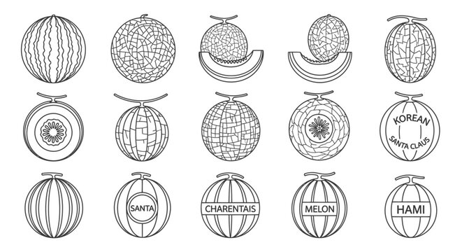 Various types of melons illustration.