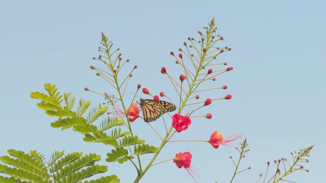 Caesalpinia pulcherrima is a species of flowering plant in the pea family Fabaceae.  near Queen Kapiʻolani Garden, Honolulu, Oahu.  monarch butterfly or simply monarch (Danaus plexippus)