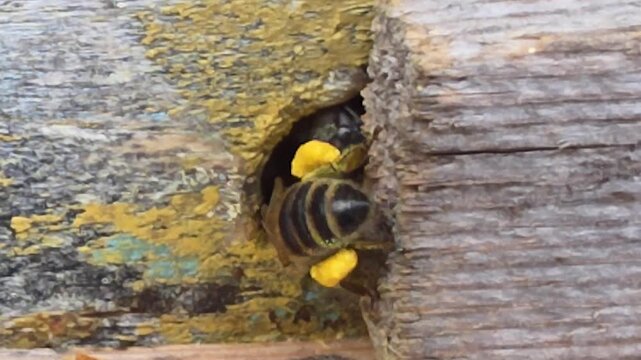 A bee with collected pollen at the entrance to the hive.
A guard bee works in the narrow entrance to the hive.
