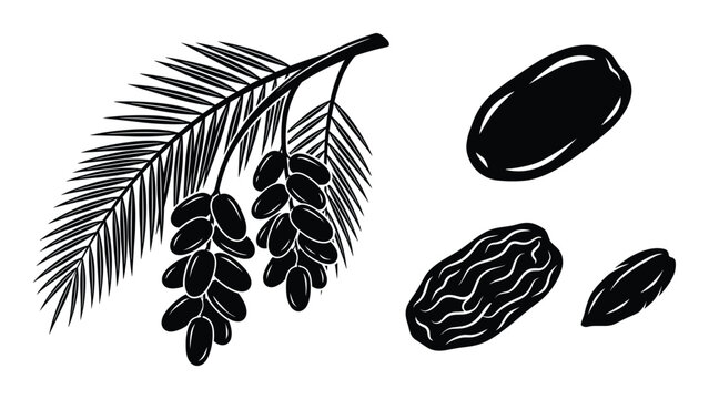 black silhouette of dates on palm branch and dried fruits set vector illustration isolated
