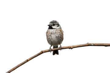 Fototapeta premium Small bird perching on branch with transparent background
