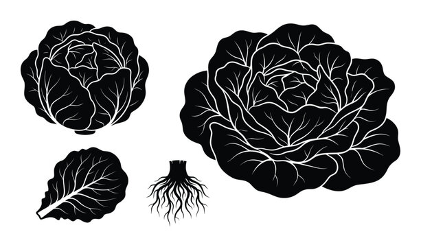 Cabbage head leaves and roots isolated on transparent background, black and white illustration