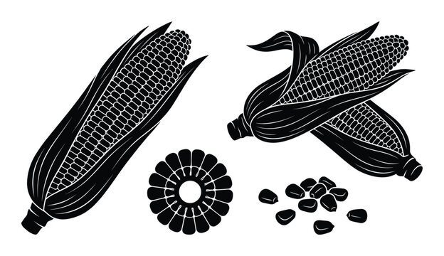 Corn cob vector set with husked ears sliced kernel round and loose seeds isolated on transparent background