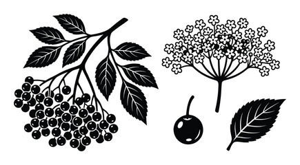 Elderberry branch with berries and flowers collection in flat black vector design isolated on white © GoDesigner