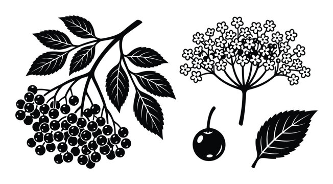 Elderberry branch with berries and flowers collection in flat black vector design isolated on white