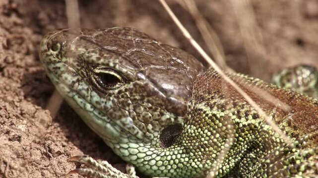 Macro wildlife footage of a sand lizard (Lacerta agilis) resting and basking on dry soil in natural sunlight. Real-time close-up of the head captures calm reptile behavior, sunbathing posture.