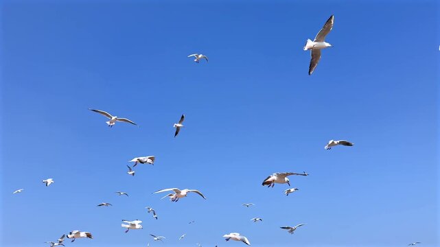 Seagulls Flock Against Clear Blue Sky With Soft Sunlight, Gentle Wingbeats, Wide Aerial Formation, Calm Seaside Atmosphere, Slow Drifting Motion Conveying Freedom And Serenity
