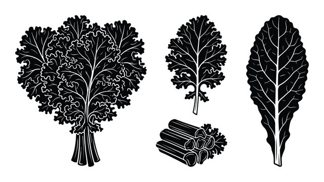 Kale bunch icons leaf and stalk bundle sliced cross section vector silhouette