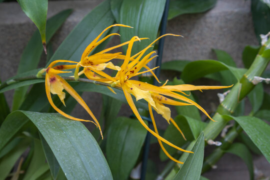Exotic yellow Brassia orchid in bloom featuring spider-like petals with dark spots growing in a tropical greenhouse