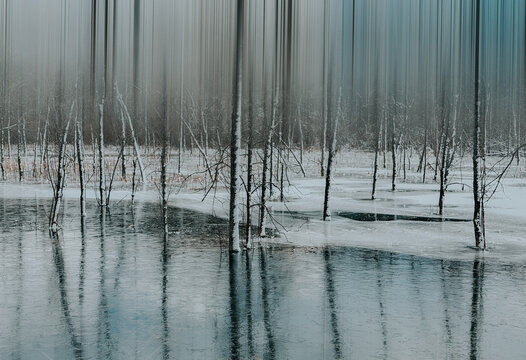 Abtract image of tree trunks of wooded area frozen into icy water.